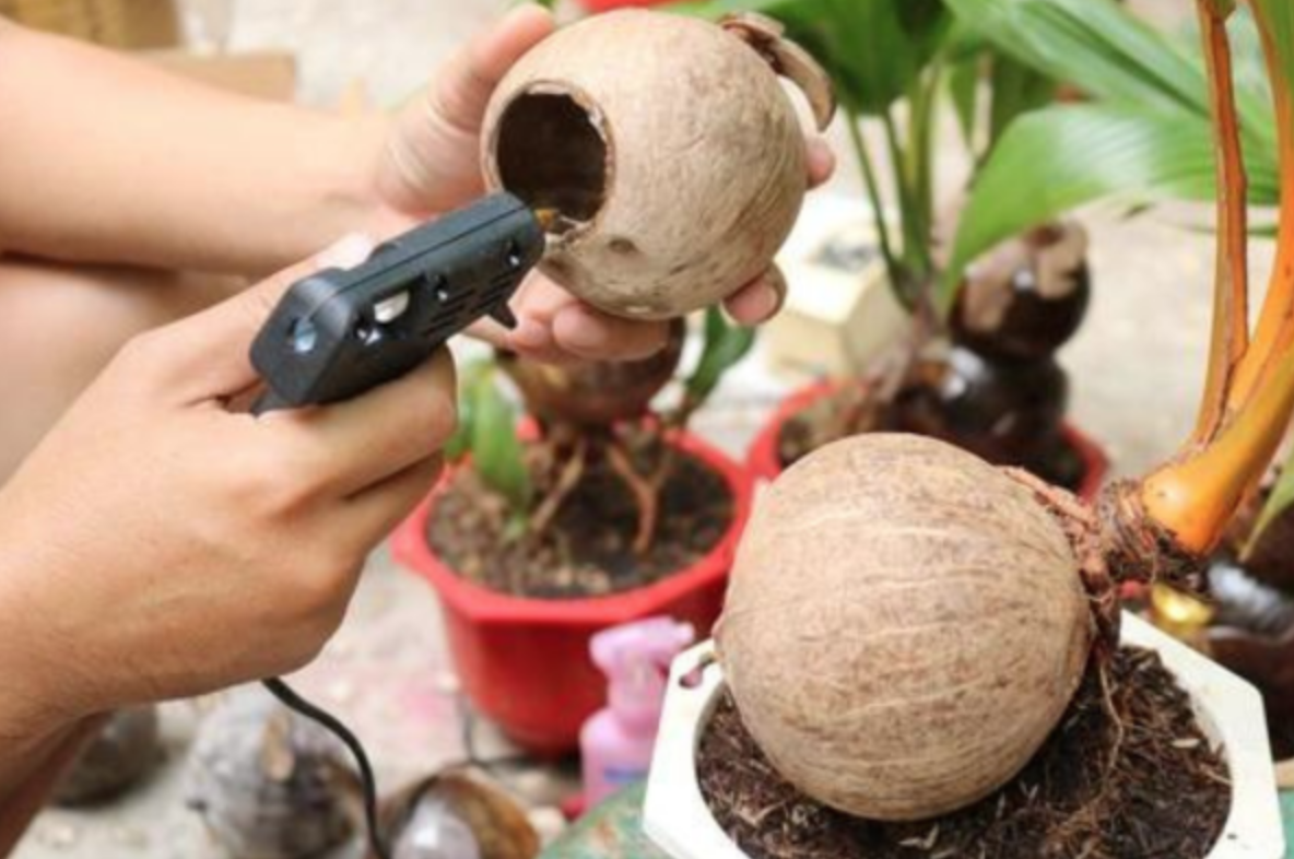 Độc[-]lạ[-]dừa[-]bonsai[-]chào[-]Tết[-]Giáp[-]Thìn[-]2024